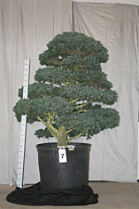 Pinus parviflora glauca