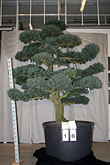 Pinus Parviflora glauca