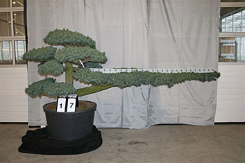 Pinus parviflora glauca